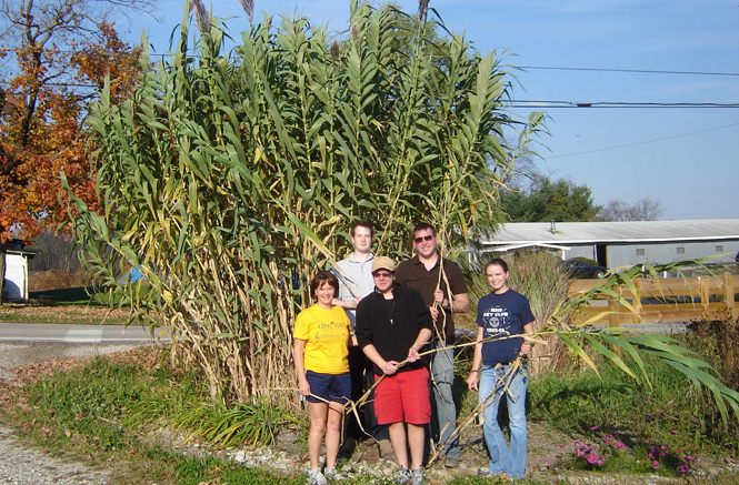 Arundo+donax%2C+or+giant+reed%2C+is+a+special+type+of+plant+used+to+make+reeds+for+oboes+and+bassoons.+Submitted+photo.