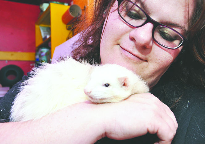 Crystal Walko rescues ferrets from abusive homes and helps take care of ferrets from other ferret rescues. Photo by Megan Galehouse.