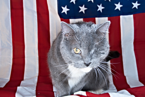 According to Blakes email, Jack was a stray before he was taken in to a loving home. We liked this photo because Jack looks quite patriotic, almost like an old war veteran. Congratulations on second place!
