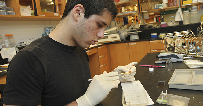 Ben Shekhtman, junior biology pre-med major, stains and mounts brain sections to look for fos proteins on Friday, April 26 inside Cunningham Hall. Photo by Shane Flanigan.