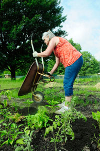 Cindy Widuck, 51, adds leaf compost to her garden plot at the Allerton Community Garden Sunday morning. Widuck has two plots and said she gives some of her herbs and vegtables to Campus Kitchen at Kent State. Photo by Brittney Trojanowski.