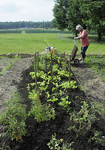 Cindy Widuck, 51, adds leaf compost to her garden plot at the Allerton Community Garden the morning of July 21, 2013. Widuck has two plots and said she gives some of her herbs and vegetables to Campus Kitchen at Kent State. Photo by Brittney Trojanowski.