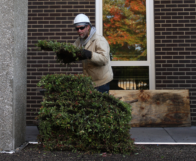 Sedum flowers are unloaded onto the roof of Taylor Hall to fill the beds designed by Braun & Steidl Architects. The workers installed the first green roof at Kent State, Oct. 22, 2013. 
