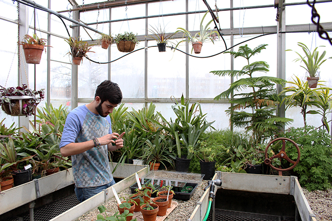 Kent State sophomore botany major Brandon Ashcraft wors in the greenhouse, April 2, 2014, inspecting plants that he recently planted.