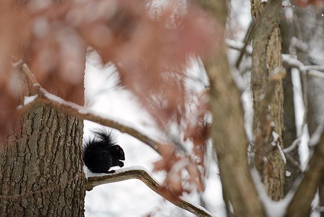 A black squirrel rests on a snow covered branch along Manchester Field on Monday, January 12, 2015. 