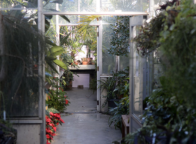 Hundreds of species of plants stay out of the bitter winter weather inside the warm Kent State University Greenhouse, Herrick Conservatory, located behind Cunningham hall.