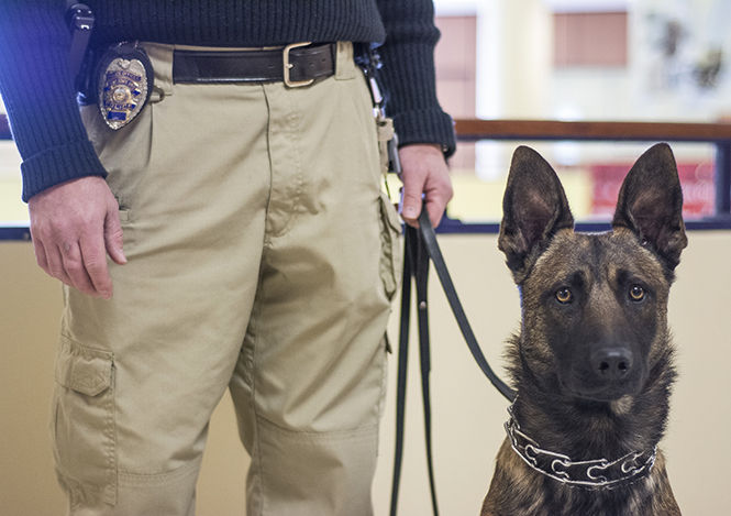 Kent State Universitys new police dog Dexter held by his accompanying K9 officer Miguel Witt in the Student Center on Thursday, Feb. 26, 2015.