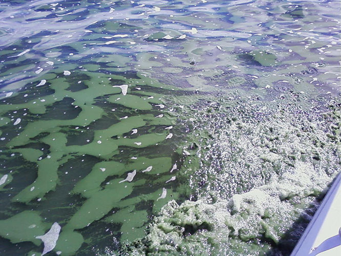 Lake Erie algae