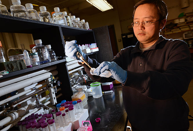 Hanbin Mao, an associate professor in the department of chemistry and biochemistry, demonstrates the process of combining several components in a cuvette test tube, an early stage in telomere research, Monday, March 2, 2015, in Williams Hall. Mao and several graduate students are investigating methods to stop the spreading of telomerase enzymes which often elongate the life of cancer cells.