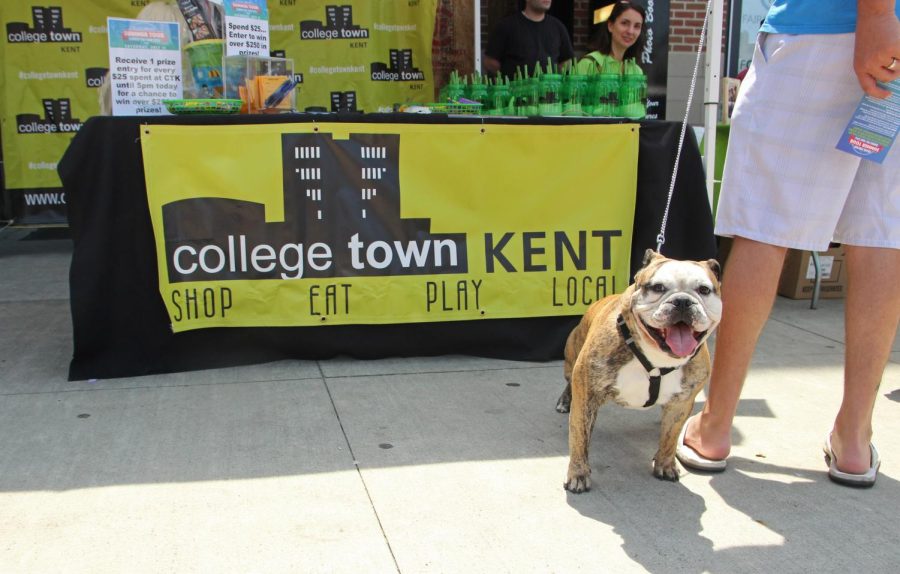 One-and-a-half-year-old English bulldog Tank walks around with his owners Renee Beal and Seth Beal during College Town Kent Summer Tour on Saturday, July 11, 2015. Kent State ranked first place for the most pet-friendly campus according to Hercampus.com.