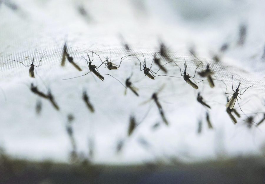 Mosquitoes raised at Seattle BioMed cling to fabric in a bug dorm, where volunteers place an arm during trials to receive up to 200 bites. (Steve Ringman/The Seattle Times/TNS)
