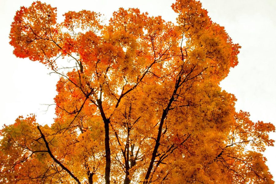 A+tree+in+downtown+Kent%2C+Ohio+shows+its+vibrant+autumn+colors+on+Tuesday%2C+Oct.+27%2C+2015.