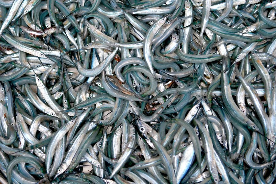 Hundreds of needle nose-like fish are on display in one bowl at Araba Kwaicwiwaas stand at the Port of Tema, the largest port in Ghana.