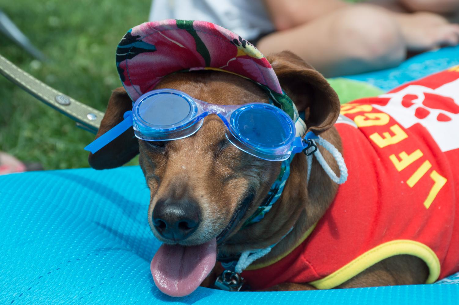 sunglasses  Squirrel Picnic