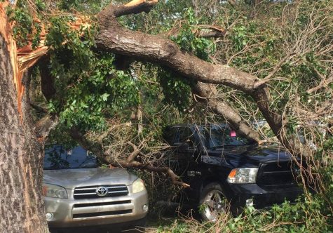 A tree limb rests on parked cars in Florida following Hurricane Irma.