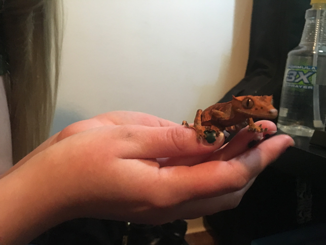 Sophomore botany major Raleigh Schofield with one of her geckos