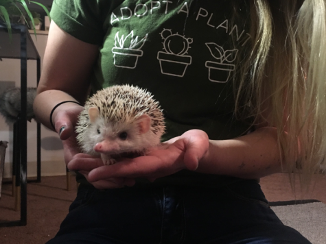 Sophomore botany major Raleigh Schofield with her hedgehog. 