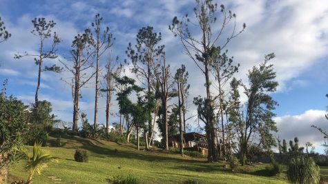 Barren trees by Fishman Prats grandparents house after Hurricane Marias landfall.