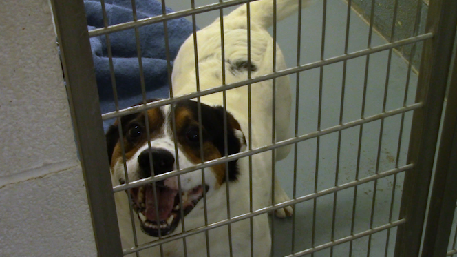 More than 20 dogs are currently up for adoption at the Portage County Dog Warden. 