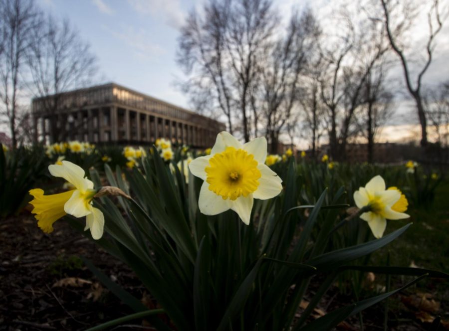 Daffodils bursting with life outside Taylor Hall.