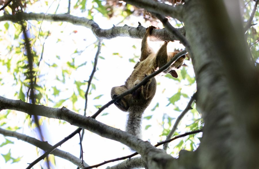 A squirrel climbs up a tree in the green space outside Franklin Hall on August 29, 2019. 