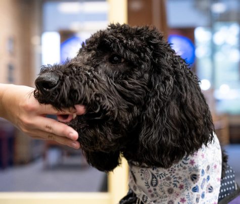Sophomore journalism major Colleen Burns feeds her 7-month-old golden doodle Fendi a treat in the Kent State library on Wednesday, Oct. 2, 2019. Fendi is training to be a service dog with the on-campus organization Paws for a Cause.