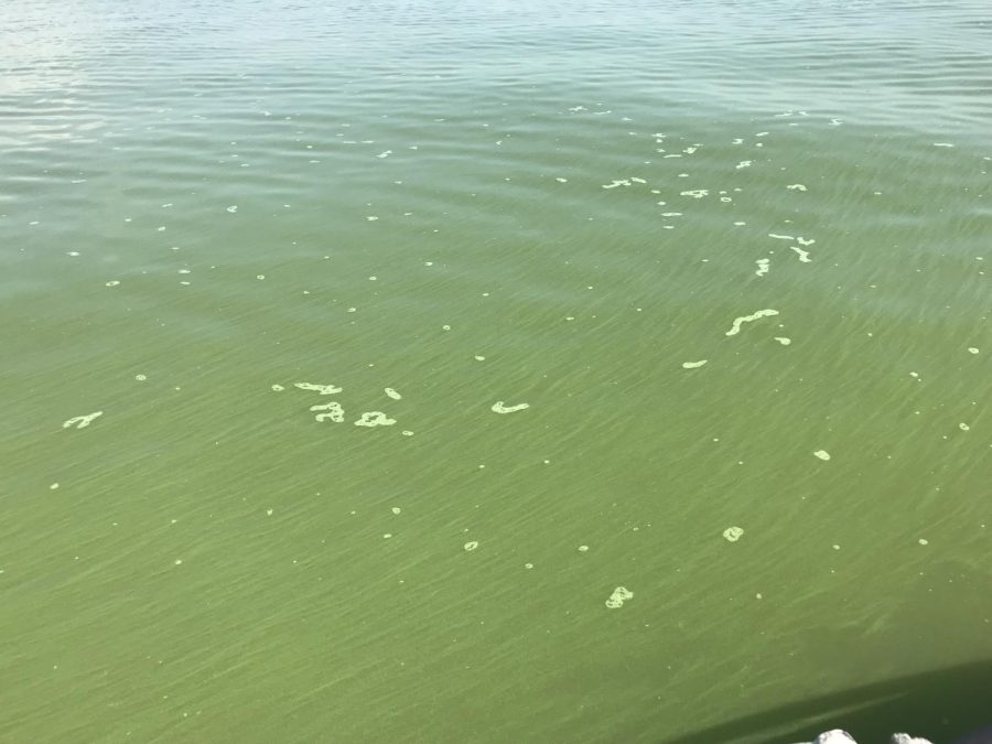 A close up of the Microcystis cyanobacterial bloom in Maumee Bay, August 2019. Courtesy of Joseph Ortiz. 