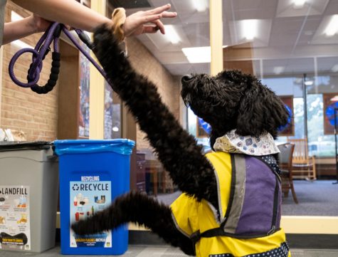 Sophomore journalism major Coleen Burns practices tricks in the Kent State library with her 7-month-old golden doodle Fendi on Wednesday, Oct. 2, 2019. Fendi is training to be a service dog with the on-campus organization Paws for a Cause.