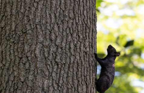 A squirrel clings to a tree in the green space outside Taylor Hall on August 29, 2019. 
