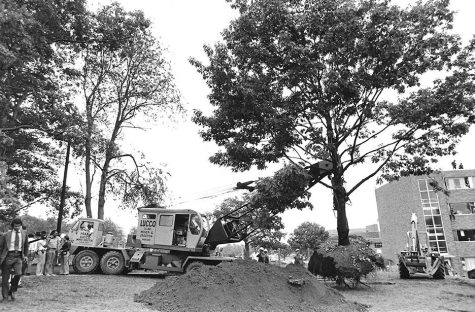 A tree is removed from the future site of the Gym Annex near Taylor Hall at Kent State University on September 19, 1977. Some Tent City protesters later buried themselves up to the neck in the holes left behind. 