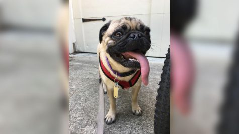 Winston, a pug in North Carolina, may be the first dog in the United States to test positive for coronavirus, according to researchers. The McLean family found out he tested positive for the virus after they participated in a Duke University study about Covid-19 aimed at trying to find potential treatments and vaccines. 