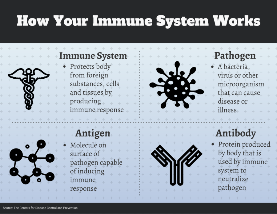 How+Your+Immune+System+Works