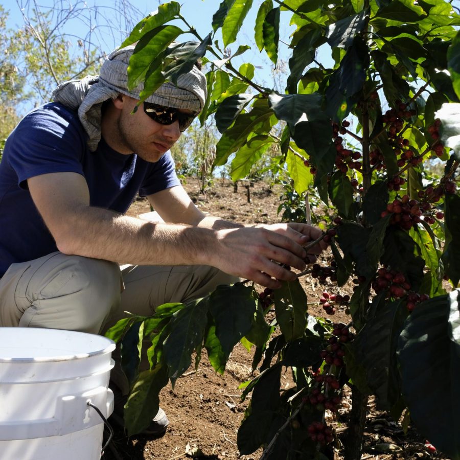 Mike Vehar of 3-19 Coffee harvesting coffee beans. Courtesy of Mike Vehar.