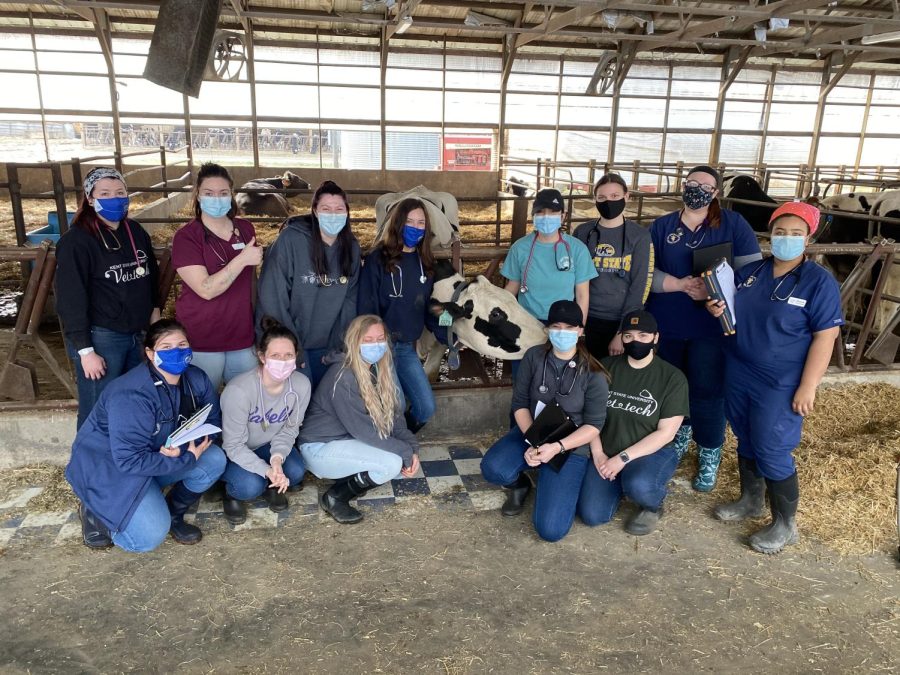A group of senior veterinary technology majors pose for a picture during their large animal class. 