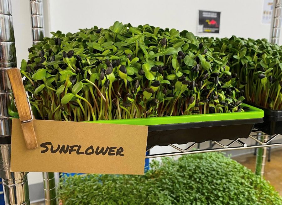 Sunflower microgreens from Forestview Farmhouse. Forestview Farmhouse has partnered with Mamalagels Bagels to provide an indulgent brunch bag– farm fresh eggs, microgreens and bagels. 