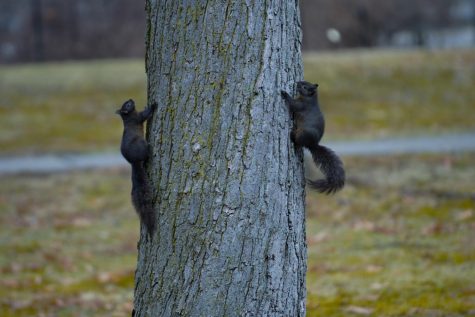 Near Franklin Hall, two black squirrels hang off the sides of a tree on Sunday Jan. 8th, 2022.