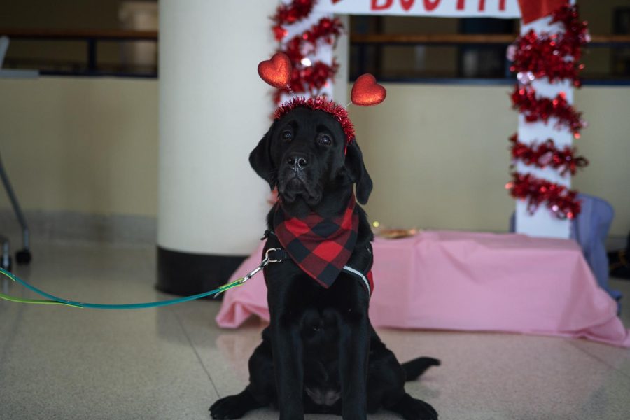 Alice, wearing a Valentines Day themed headband, poses for a photo in front of the kissing booth on Feb. 14, 2023. Alice can be found on Instagram at @4paws_alice.