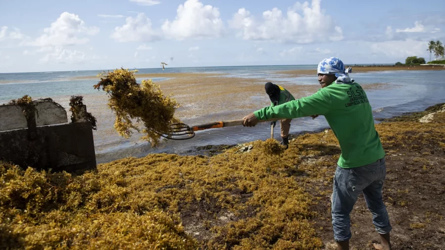 Workers+remove+sargassum+from+a+beach+in+Punta+Cana%2C+Dominican+Republic%2C+in+June.+Orlando+Barria%2FEPA-EFE%2FShutterstock