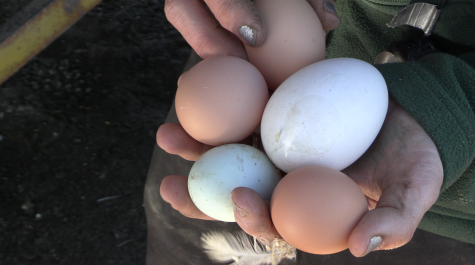 Egg prices continue to rise across the country