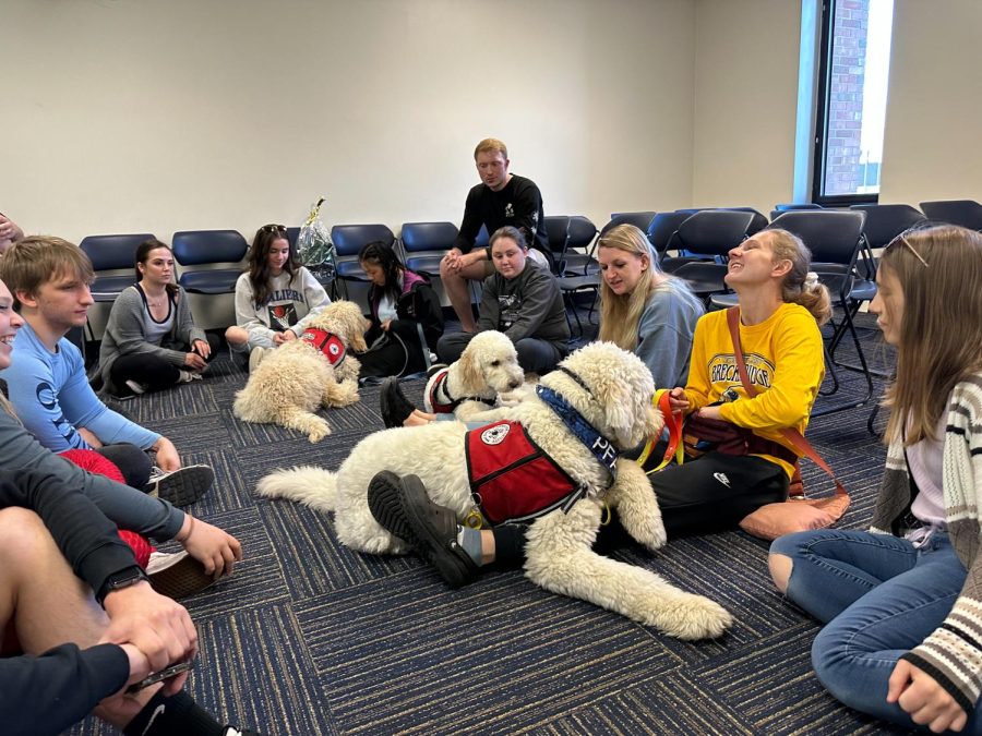 Paws 4 Mental Health puppies in training visiting the meeting.
