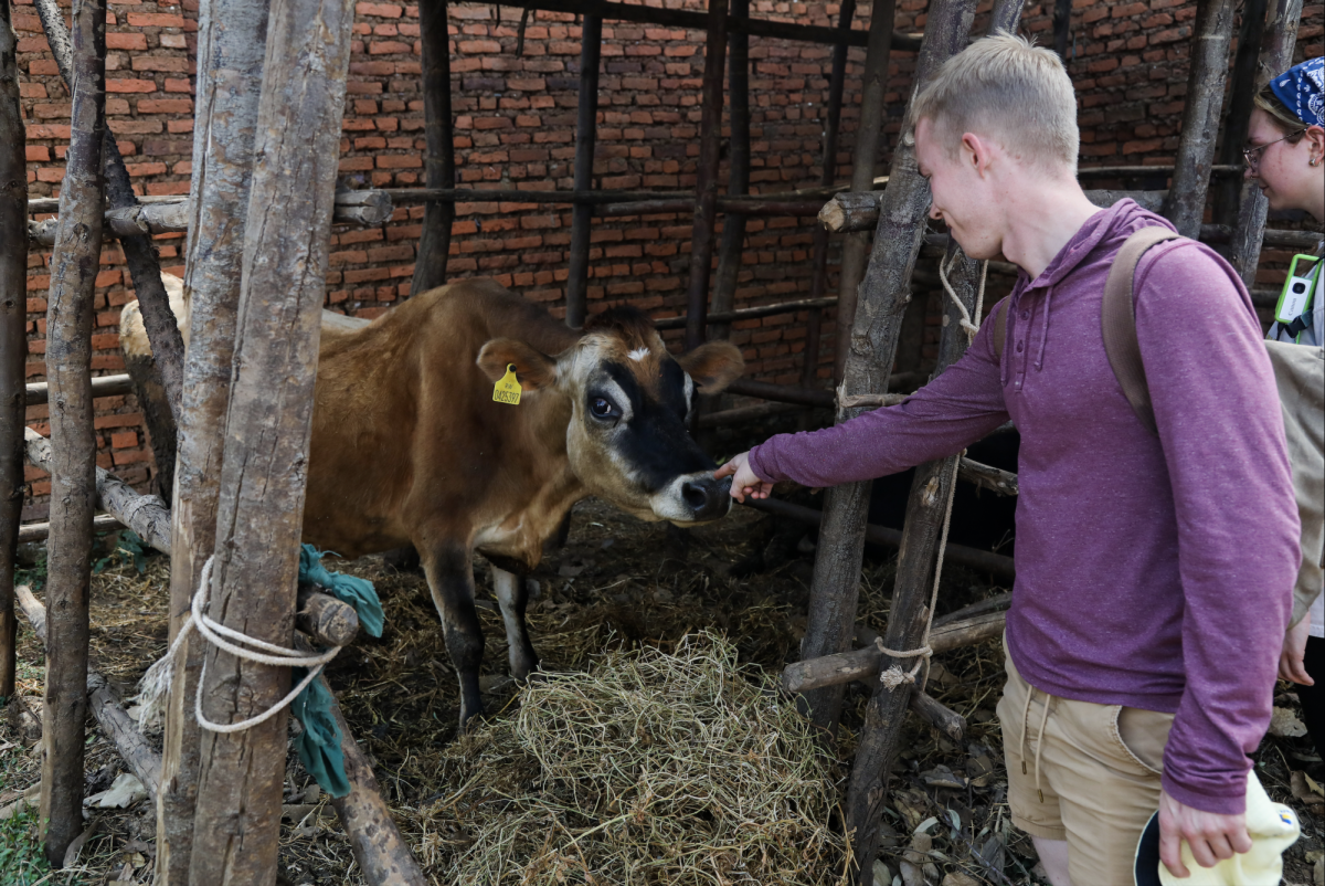 Miles Listerman, Kent State business major, reaches out to touch one of Fraterne’s cows in his backyard in Birwa, Rwanda.