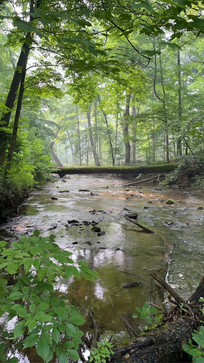 The Jungle Book trail at Malabar Farm has much to offer, from wildflowers and insects to beautiful sights. Malabar Farm is a State Park located in Richland, near the Mohican State Park. 