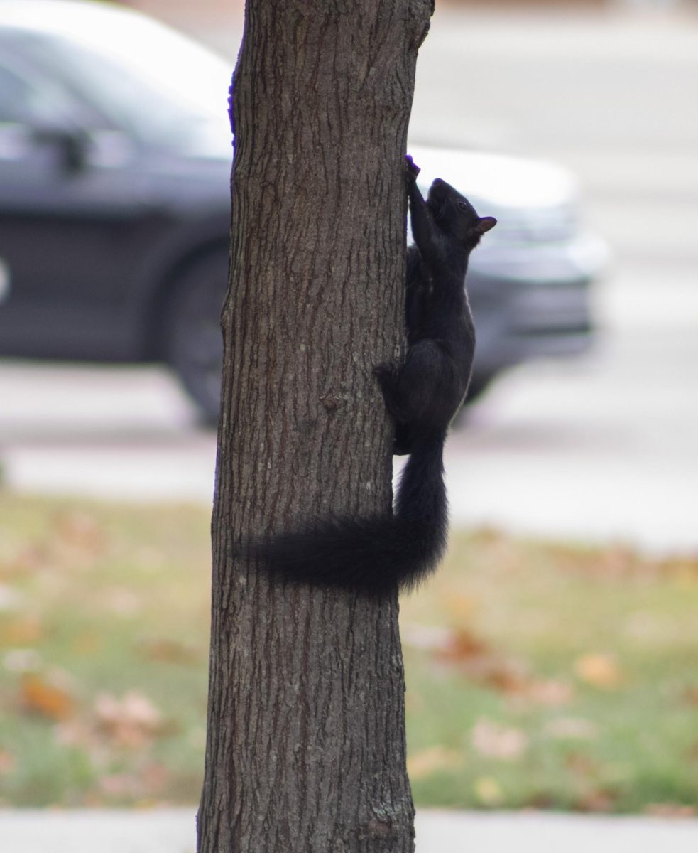 A black squirrel clinging to a tree outside of Olson Hall on October 7, 2023.