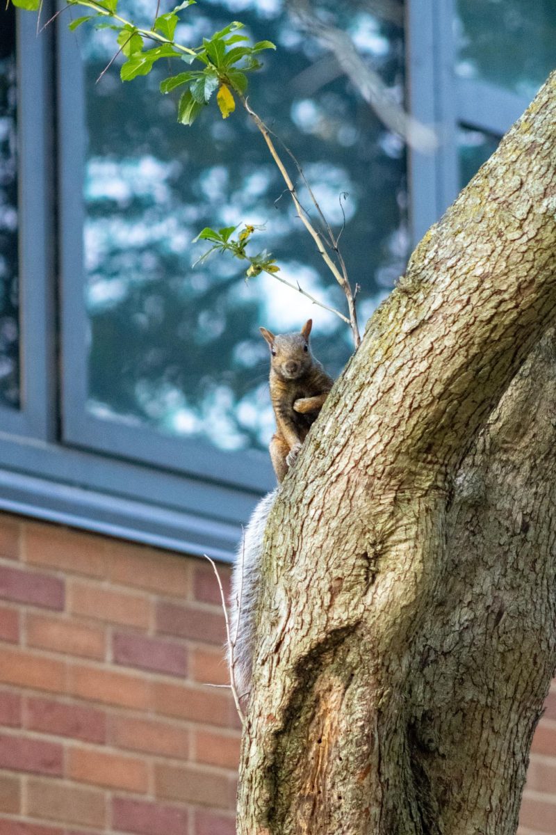 Squirrel Hanging around Manchester Hall October 1st 2023.