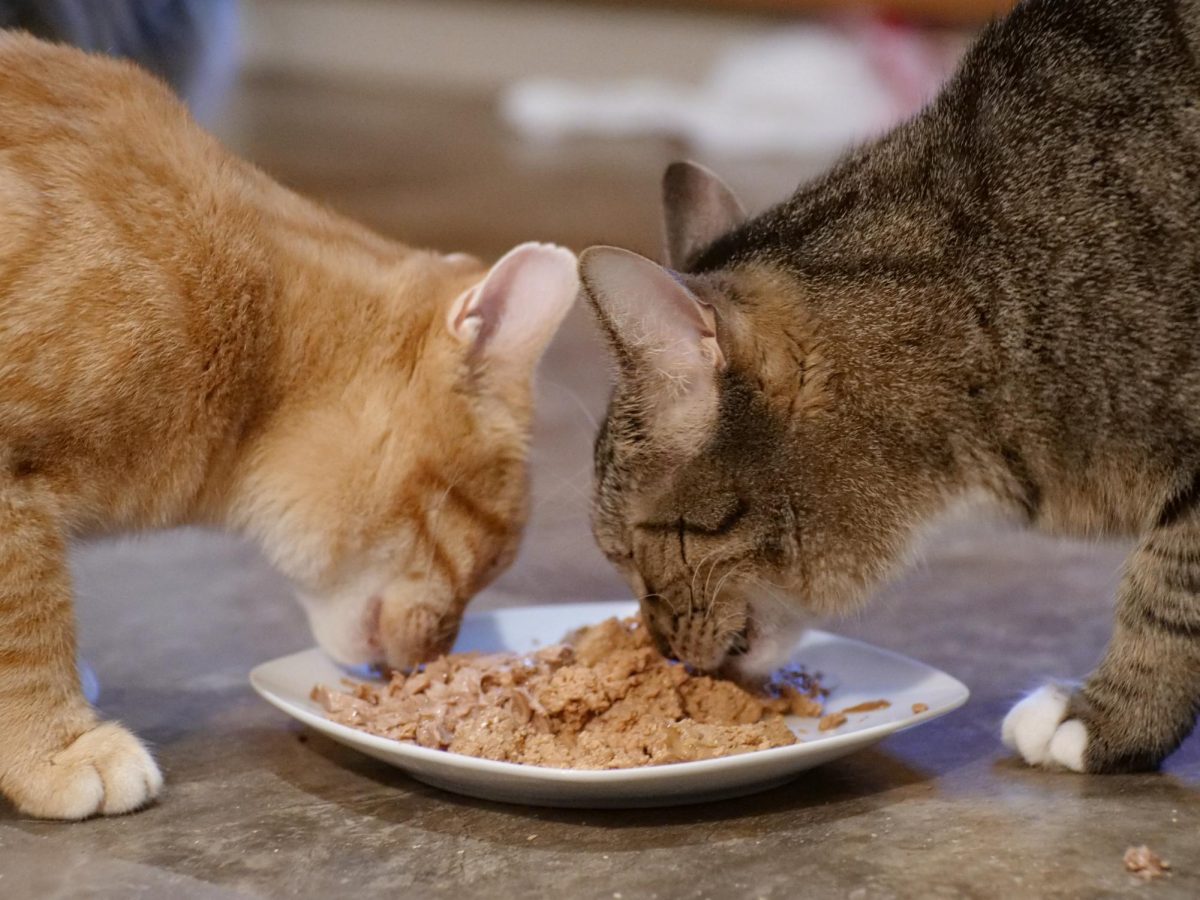 Cats eat in Raleigh Flanagan's home. 