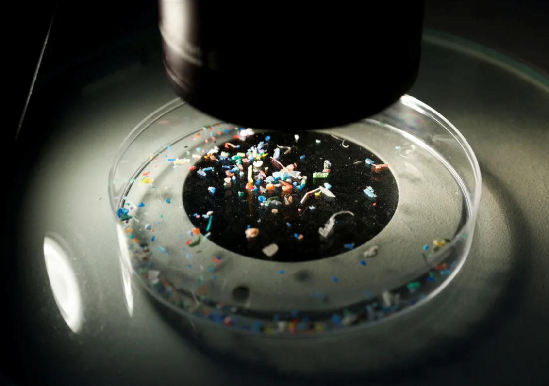 Microplastics collected from the sea near Barcelona, Spain, are shown under a microscope on July 5, 2022.