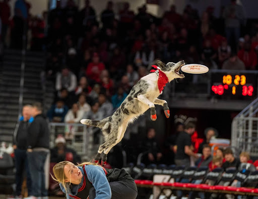 One of the dogs performing a trick at a previous event.