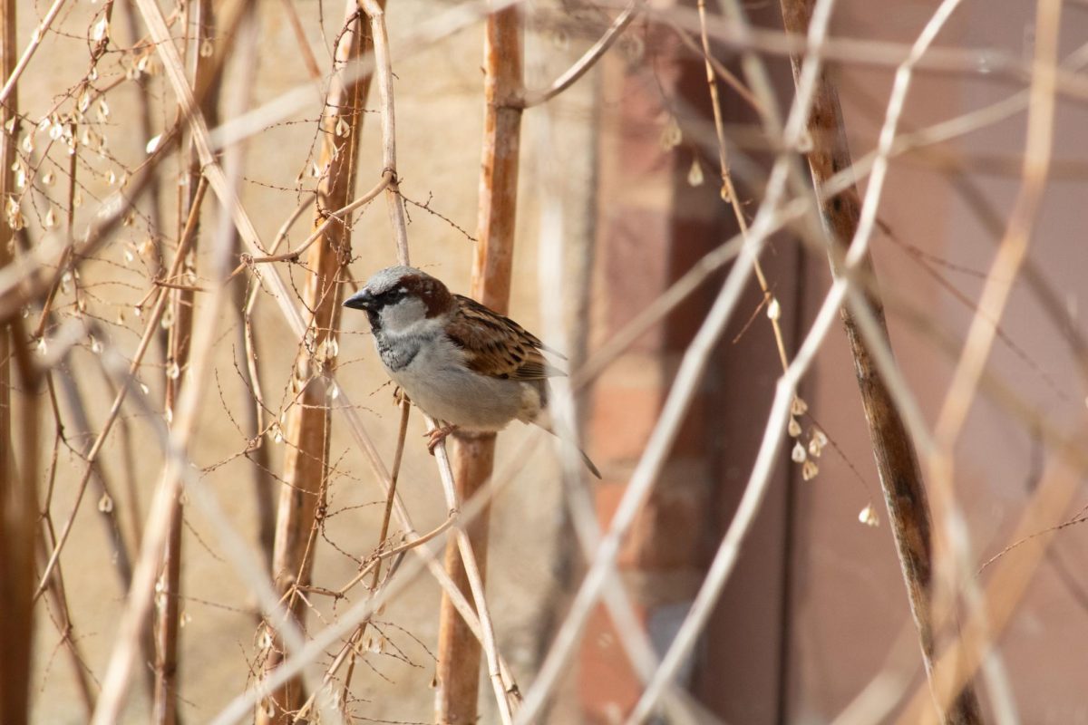 On the trail in John Brown Tannery Park a male sparrow sits on the dead branches of a tree on March 8, 2024.