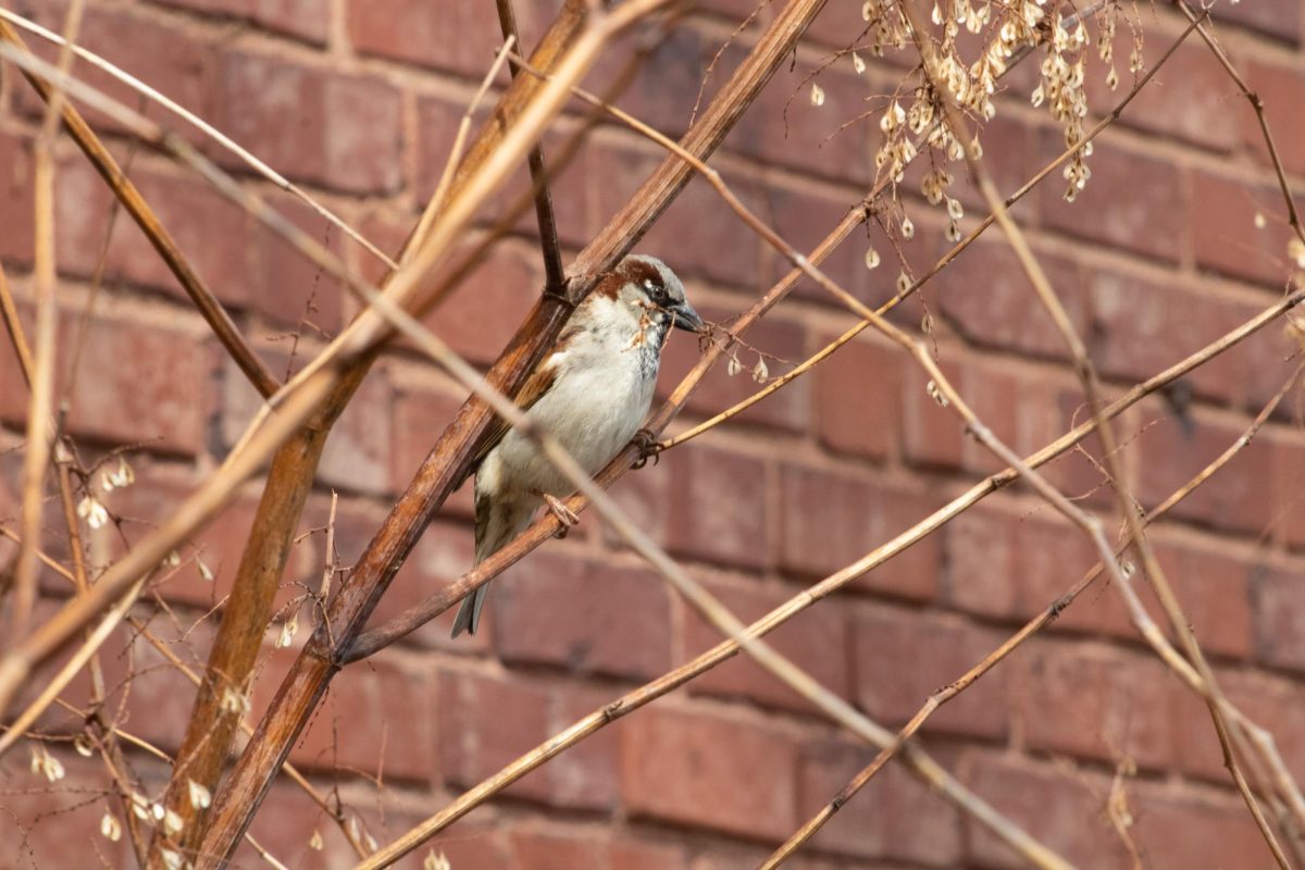 A male sparrow holds a stem of dead flowers from a decayed plant at John Brown Tannery Park on March 8, 2024.