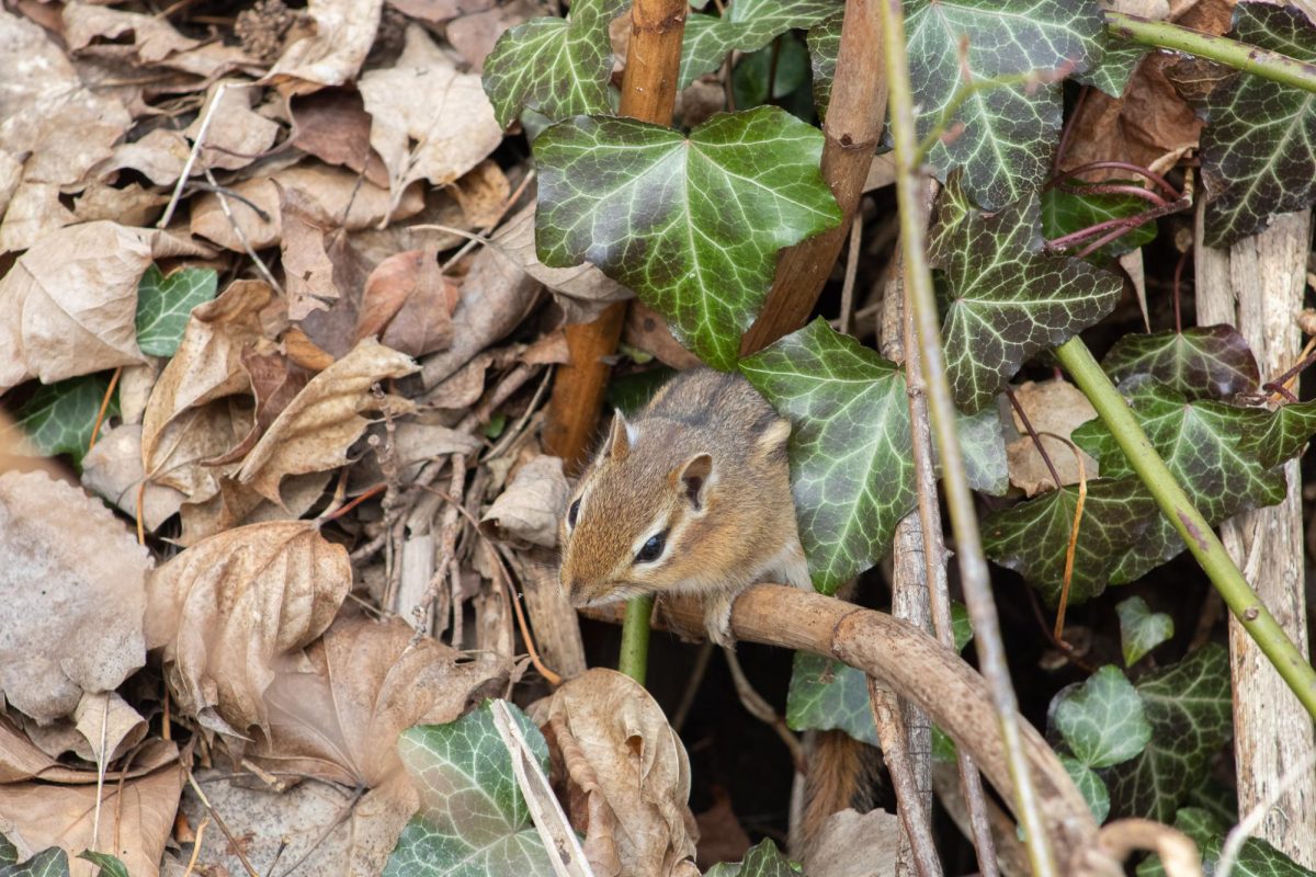 A chipmunk hides in the leaves located in John Brown Tannery Park in downtown Kent on March 8, 2024.